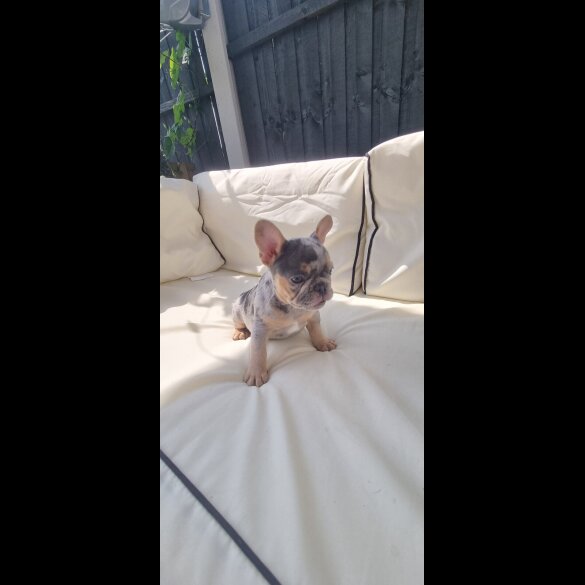 French Bulldog - Both