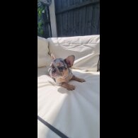 French Bulldog - Both