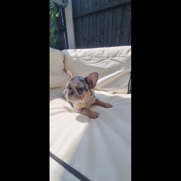 French Bulldog - Both