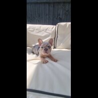 French Bulldog - Both