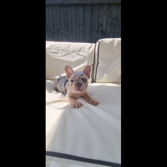 French Bulldog - Both