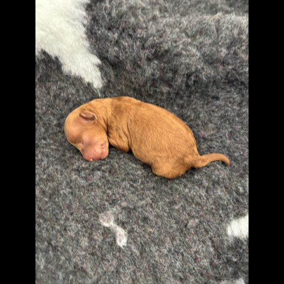 Toy Poodle - Both