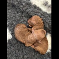 Toy Poodle - Both