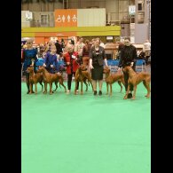 Rhodesian Ridgeback - Both
