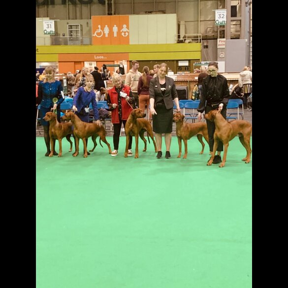 Rhodesian Ridgeback - Both