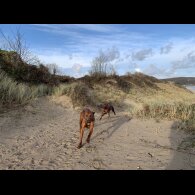Rhodesian Ridgeback - Both