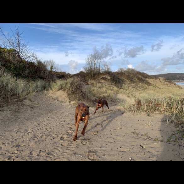 Rhodesian Ridgeback - Both