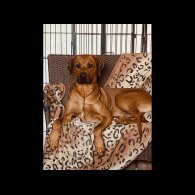 Rhodesian Ridgeback - Both