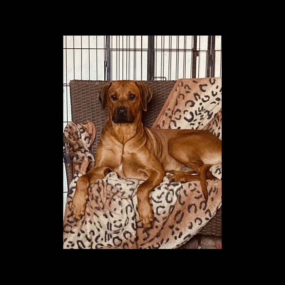 Rhodesian Ridgeback - Both