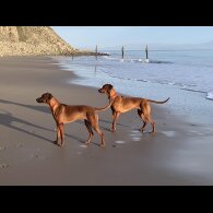 Rhodesian Ridgeback - Both