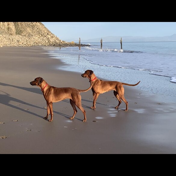 Rhodesian Ridgeback - Both
