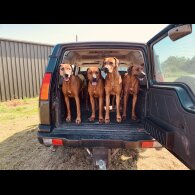 Rhodesian Ridgeback - Both