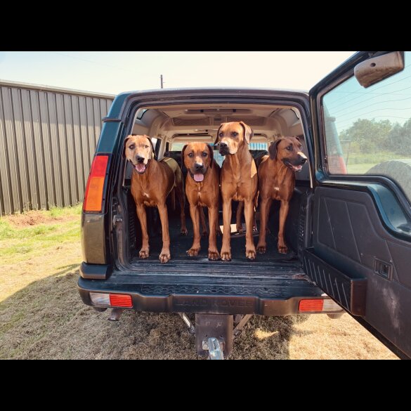 Rhodesian Ridgeback - Both