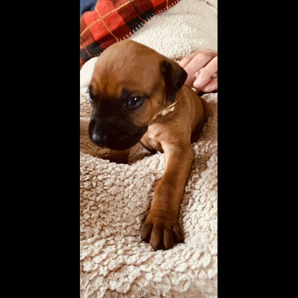 Rhodesian Ridgeback - Both