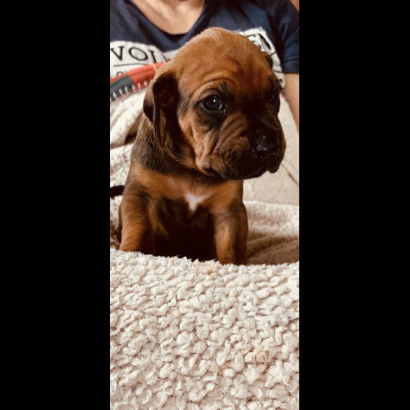 Rhodesian Ridgeback - Both
