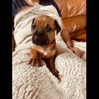 Rhodesian Ridgeback - Both