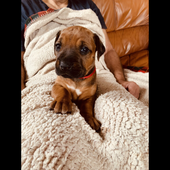 Rhodesian Ridgeback - Both
