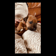 Rhodesian Ridgeback - Both