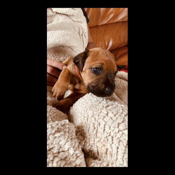Rhodesian Ridgeback - Both
