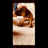 Rhodesian Ridgeback - Both