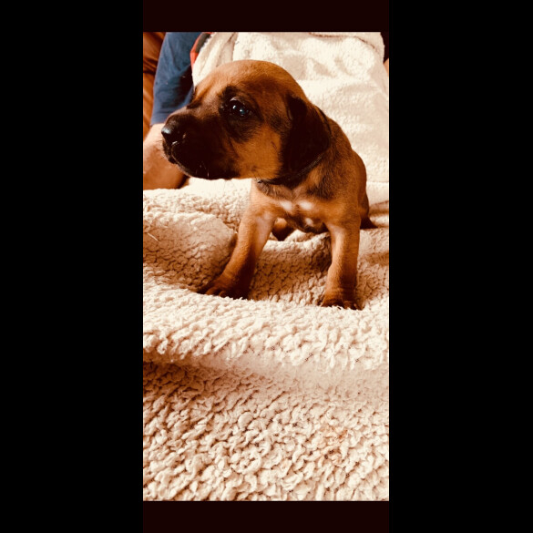 Rhodesian Ridgeback - Both