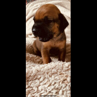 Rhodesian Ridgeback - Both