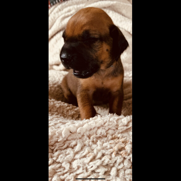 Rhodesian Ridgeback - Both