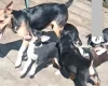 Russian Toy Terrier