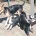 Russian Toy Terrier