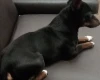 Russian Toy Terrier