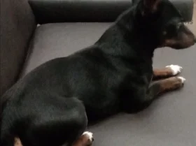 Russian Toy Terrier