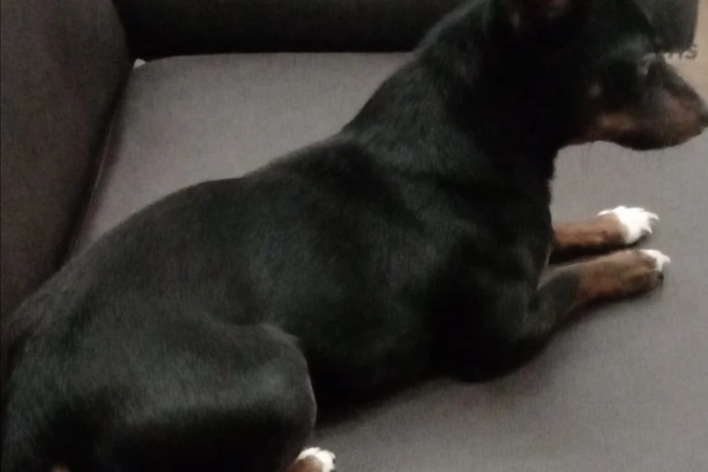 Russian Toy Terrier