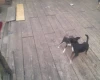 Russian Toy Terrier