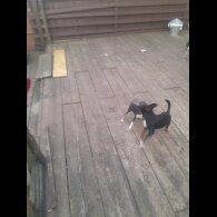 Russian Toy Terrier