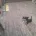 Russian Toy Terrier