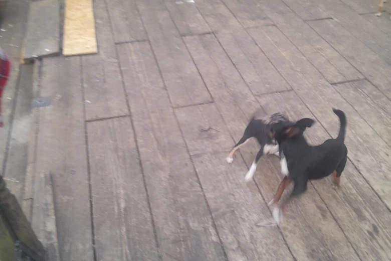 Russian Toy Terrier