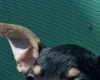 Russian Toy Terrier