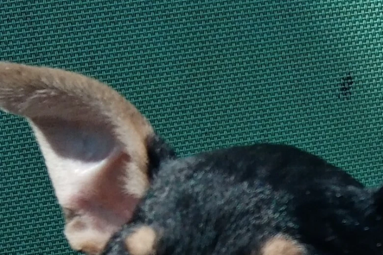 Russian Toy Terrier