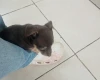 Russian Toy Terrier