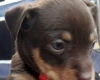 Russian Toy Terrier