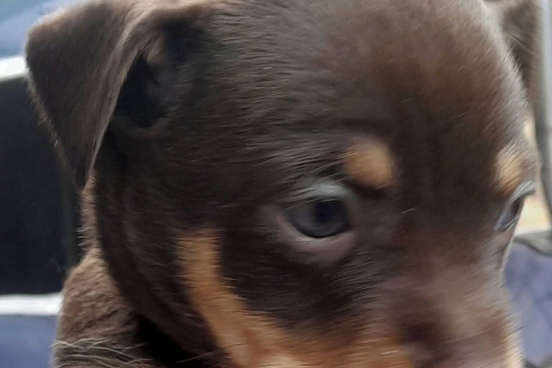 Russian Toy Terrier