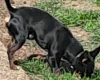 Russian Toy Terrier