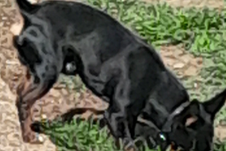 Russian Toy Terrier