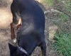 Russian Toy Terrier