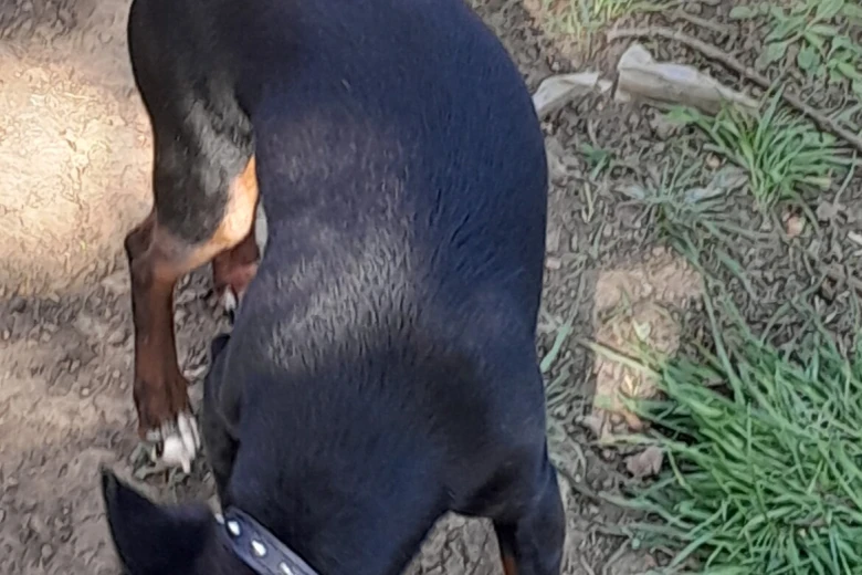 Russian Toy Terrier