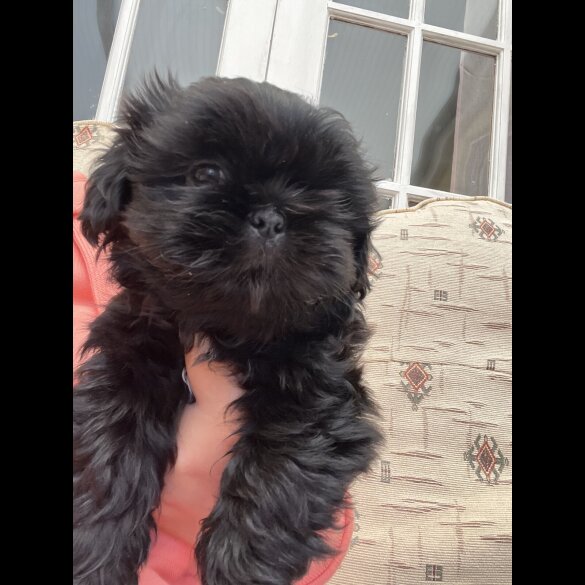 Shih Tzu - Dogs