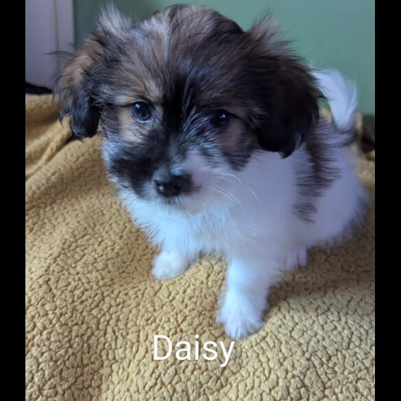 Shih Tzu - Both