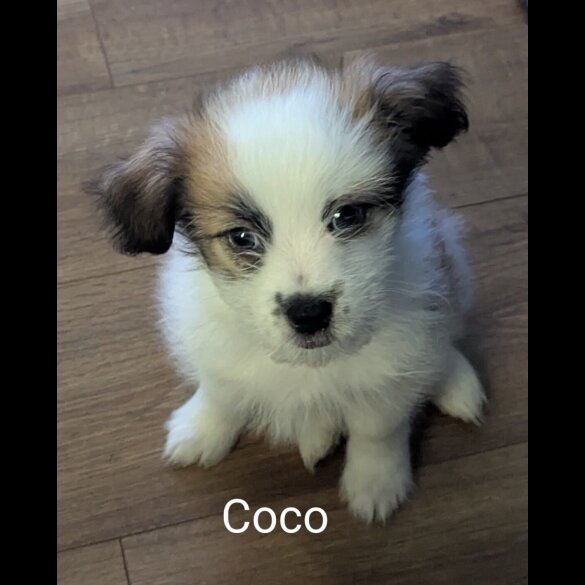 Shih Tzu - Both