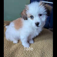 Shih Tzu - Both