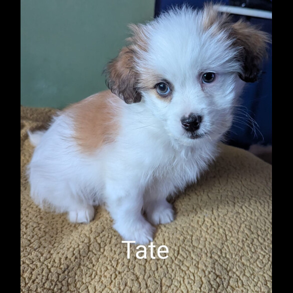 Shih Tzu - Both